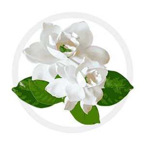 Gardenia