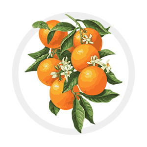 Orange Blossom