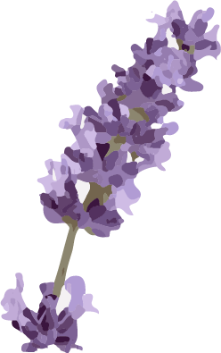 Lavender