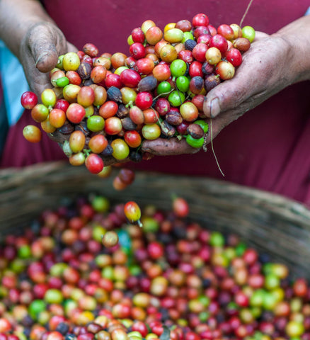 Fair Trade Coffee- The Good Tee