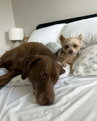 two dogs laying on a bed