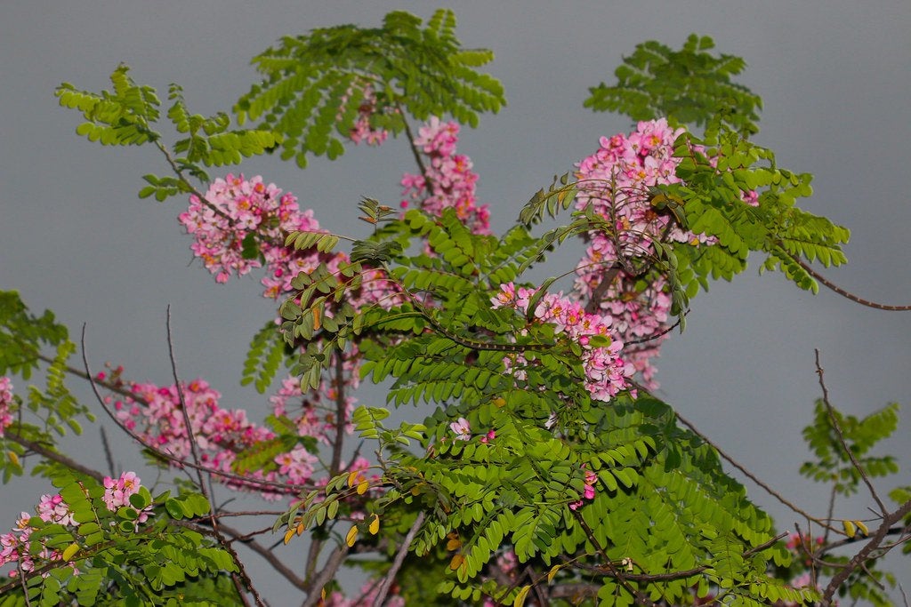 50 Cassia Grandis Seeds Coral Shower Tree Seeds Pink Shower Tree See — Seeds And Smiles Buy 