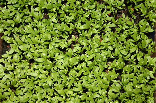 Buy common plain cress (Lepidium sativum) cress common plain: £1.99  Delivery by Crocus