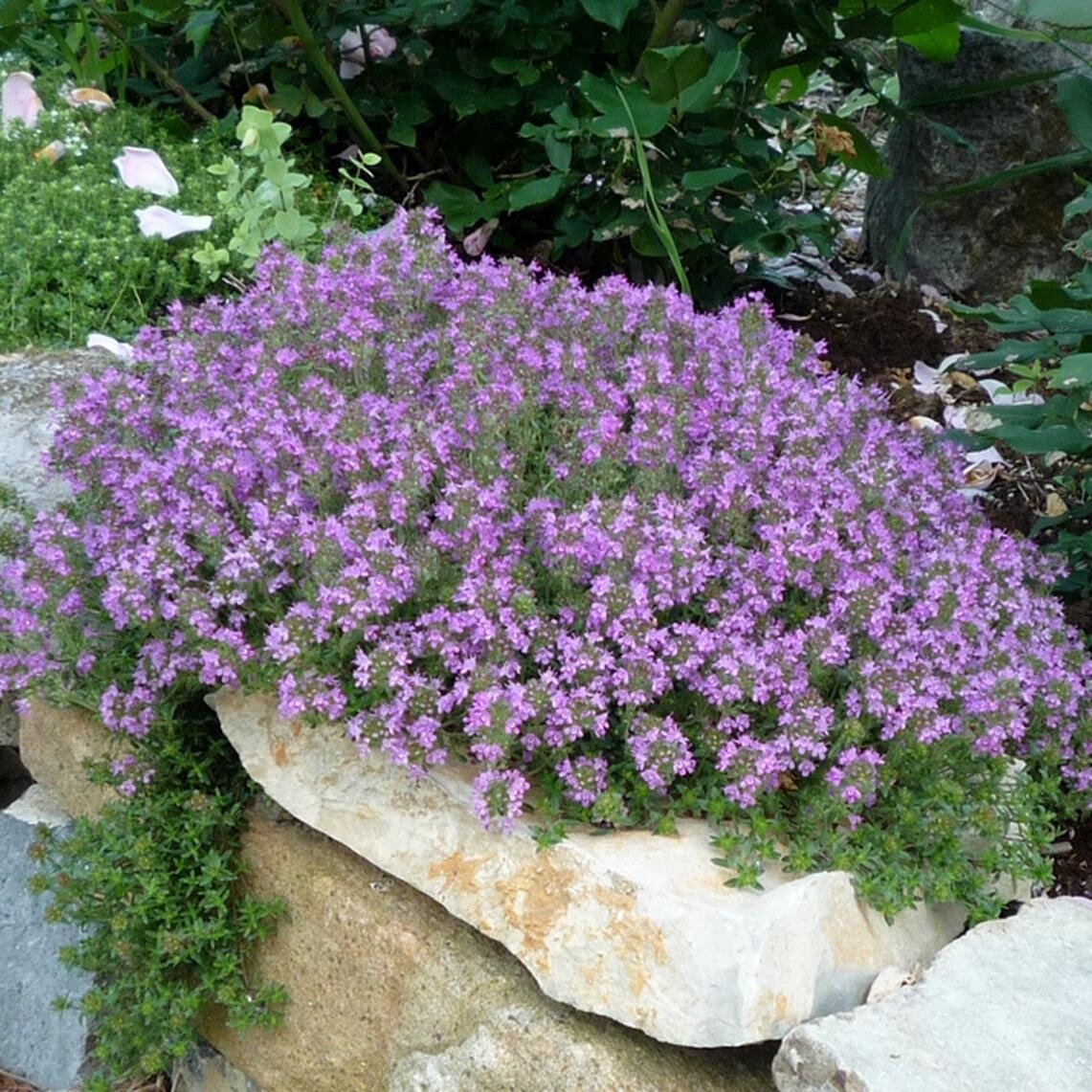 creeping mother of thyme between pavers
