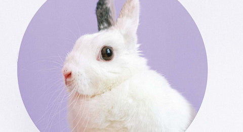 Cruelty Free Products