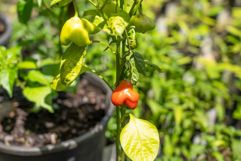 bell lantern chilli