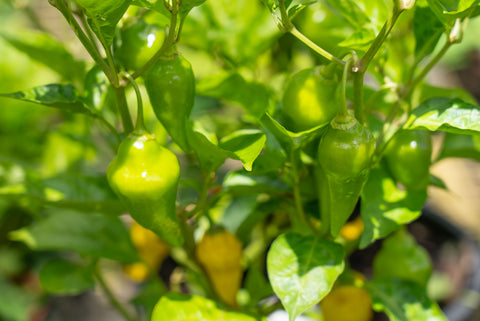 aji limon