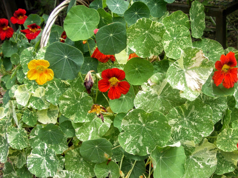 nasturtium