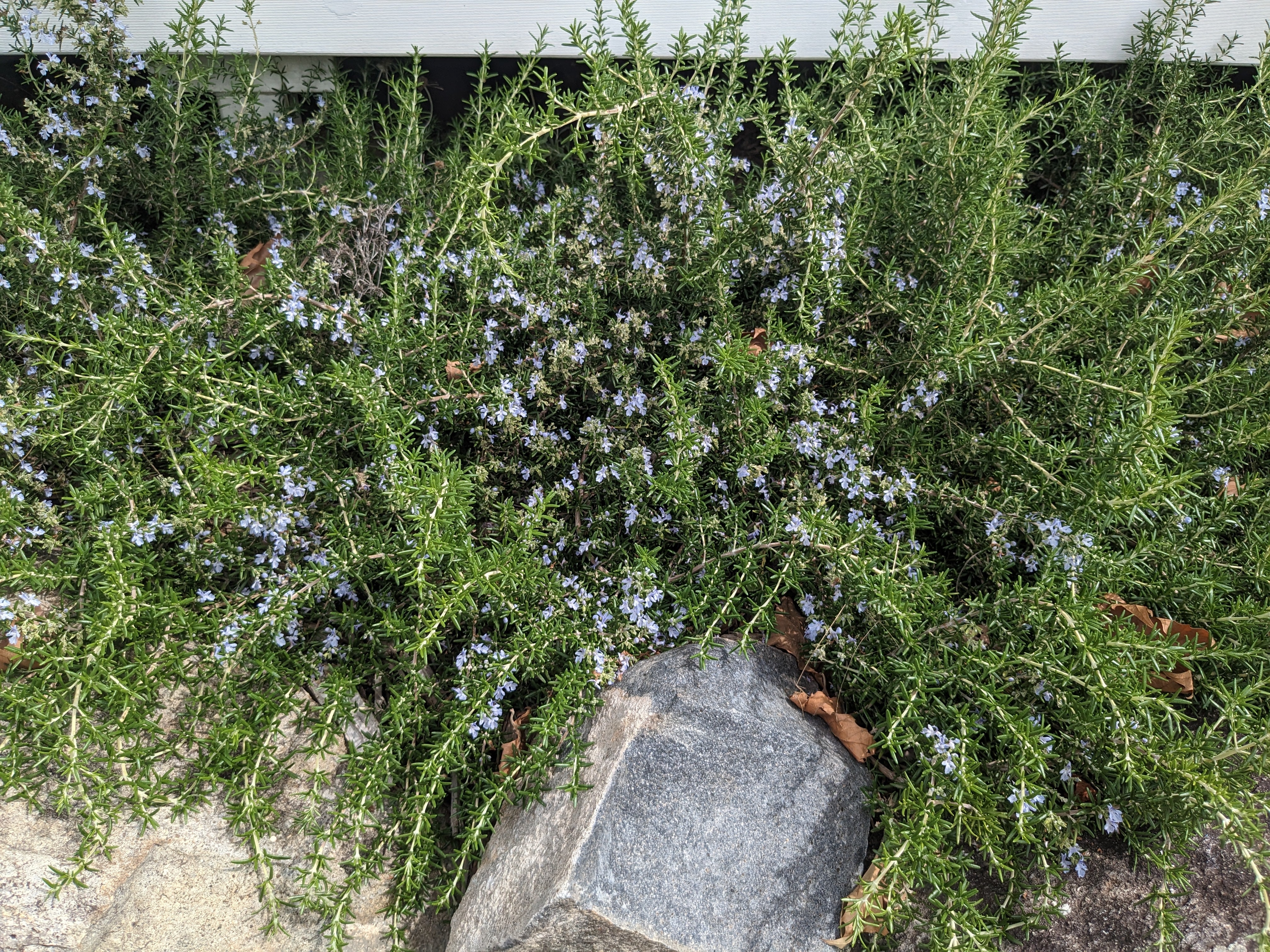 rosemary herb bush