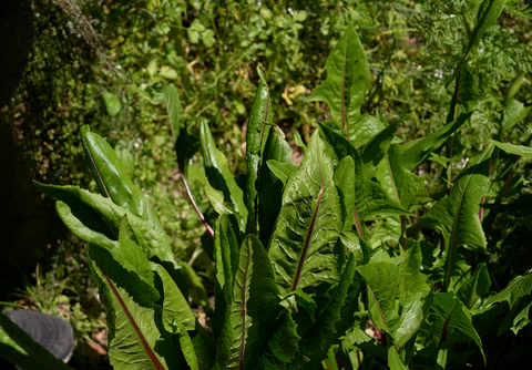 chicory