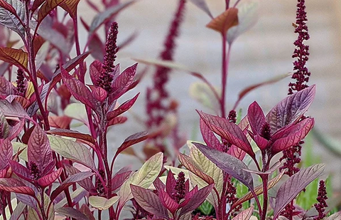 amaranth