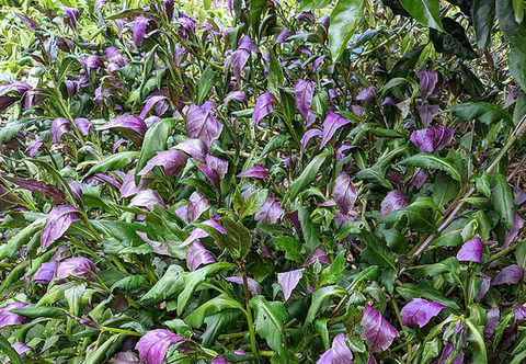 okinawa spinach