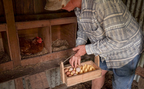 hen laying eggs