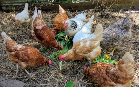 chickens eating herbs