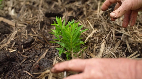 mulch