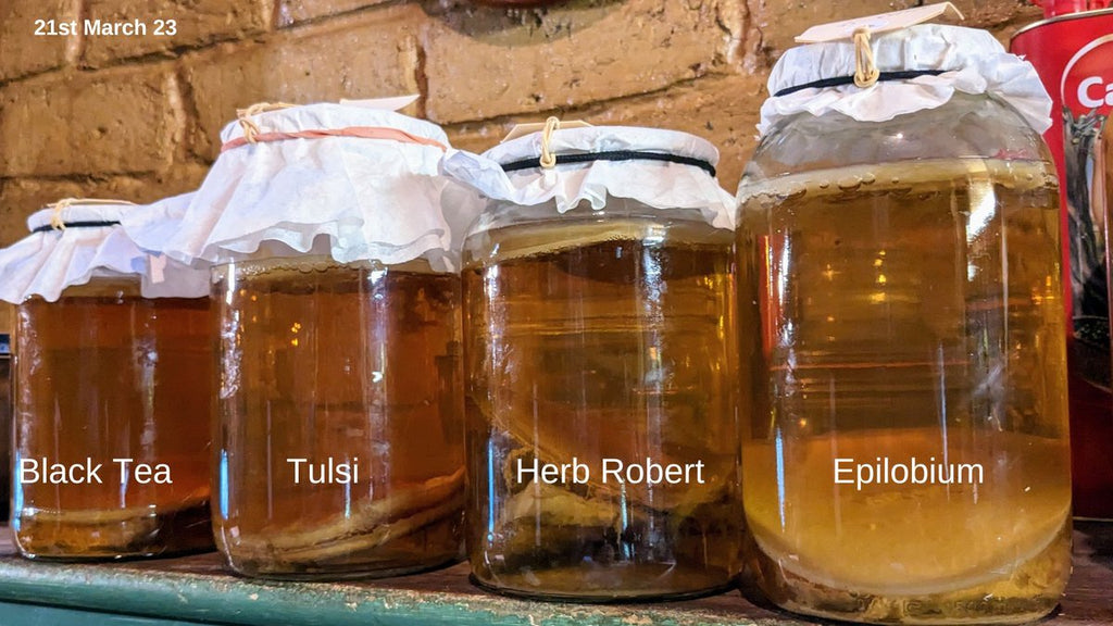 fermenting herbs