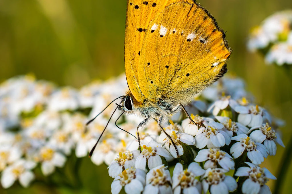 butterfly resting on yarrow flowers