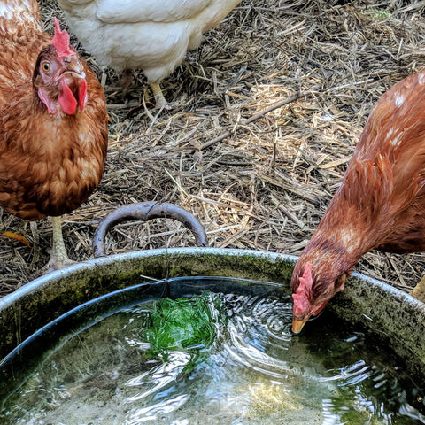 chicken drinking water