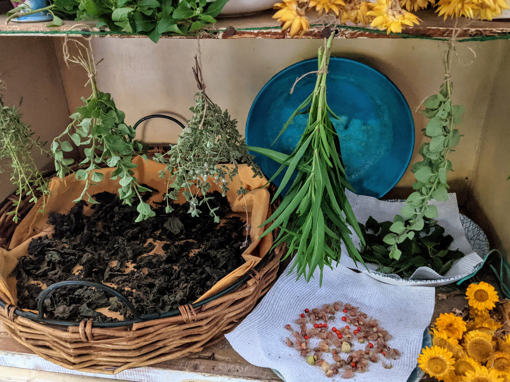 herbs drying hanging and in basket