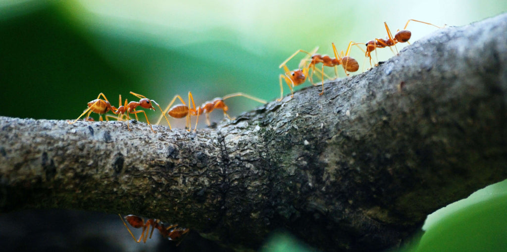 army of ants