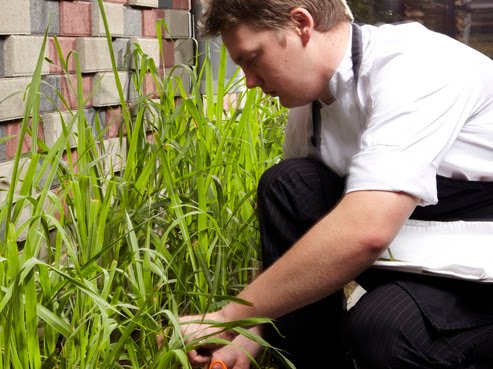 harvesting lemongrass