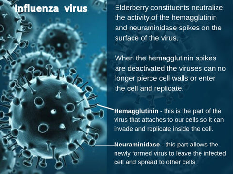 influenza virus