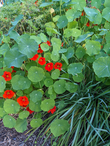 nasturtium