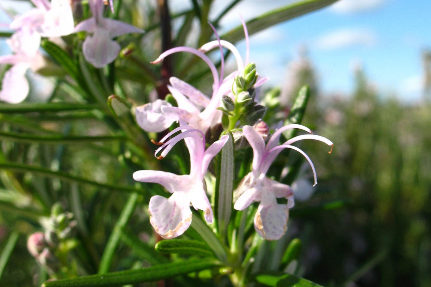 rosemary herb flower