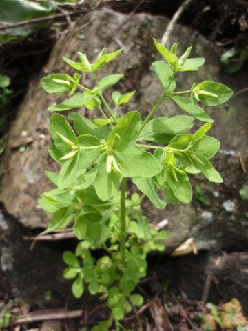 radium weed plant