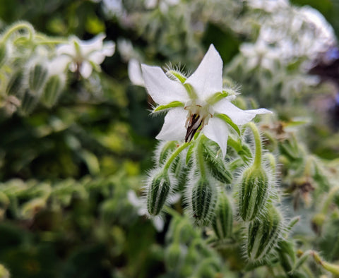 white borage plant