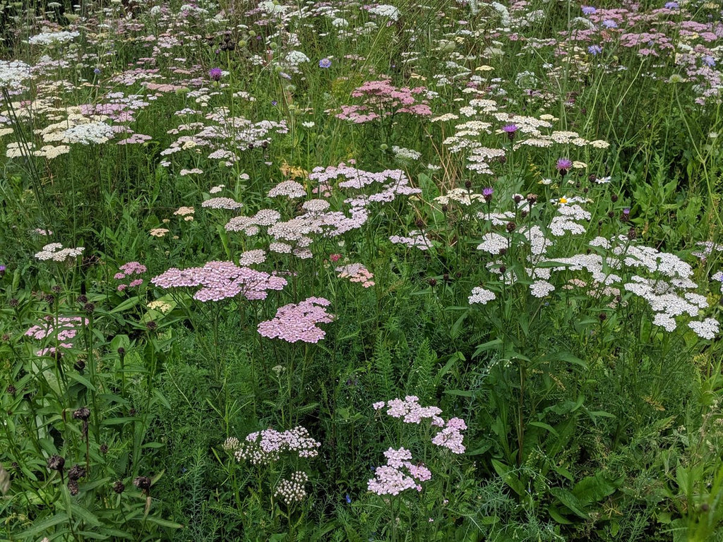 white and red yarrow flowers