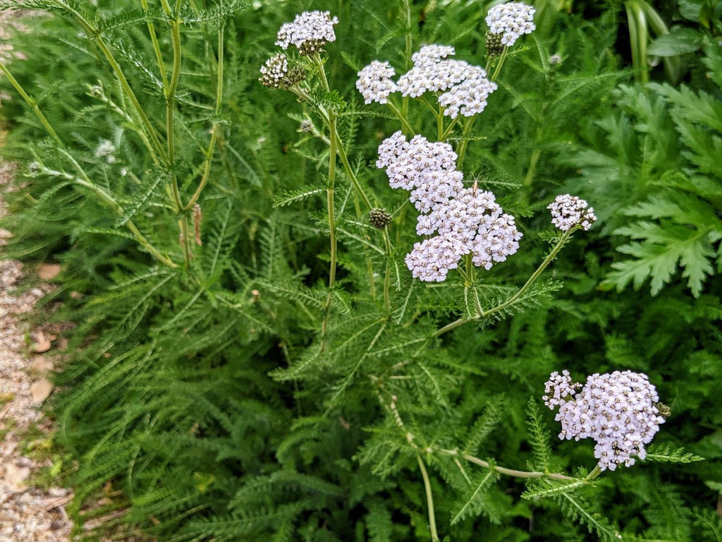 pink yarrow flowers