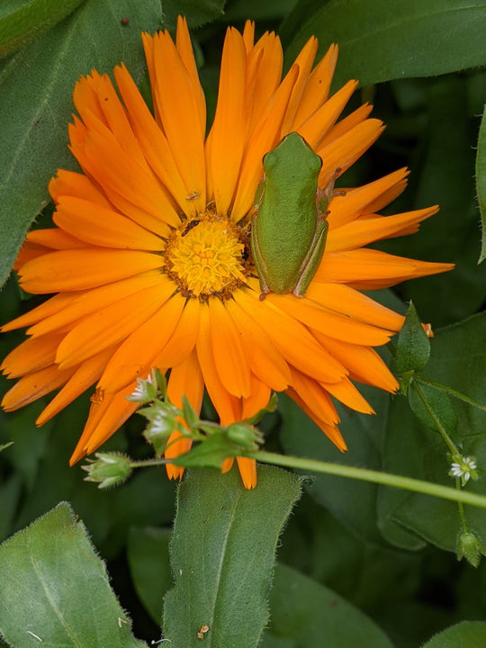 Organic Calendula | Calendula officinalis Plant - Mudbrick Herb Cottage