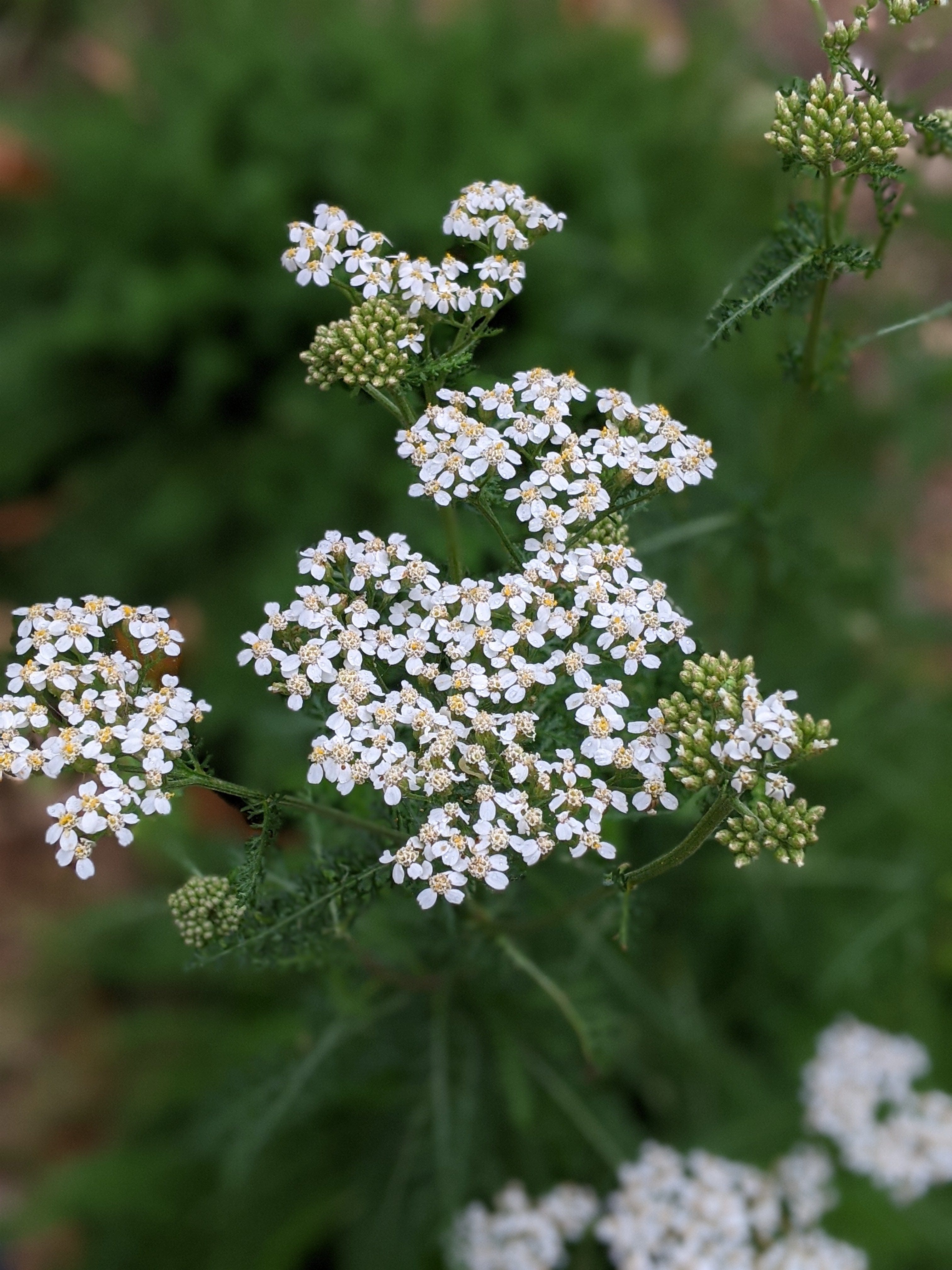 Organic Yarrow White | Achillea Millefolium Plant - Mudbrick Herb Cottage
