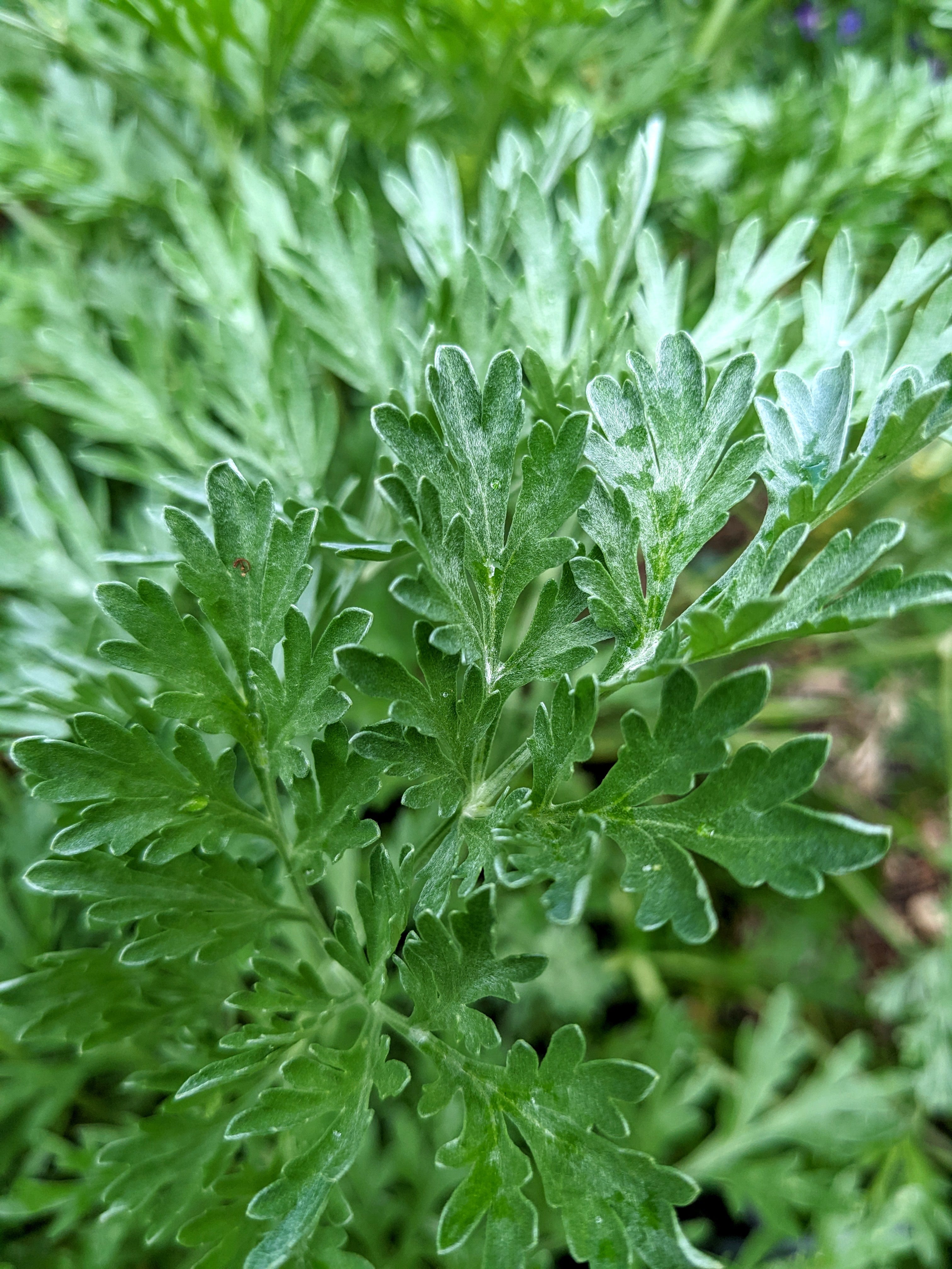 Image of Wormwood plant