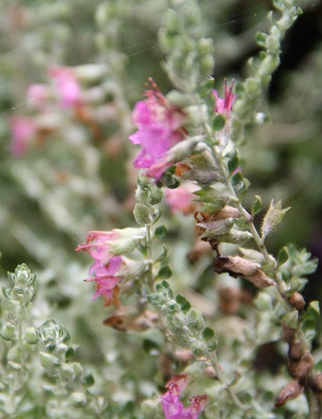 wooly thyme and cats