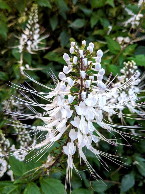 Organic Cats Whiskers  Orthosiphon aristatus Plant - Mudbrick 