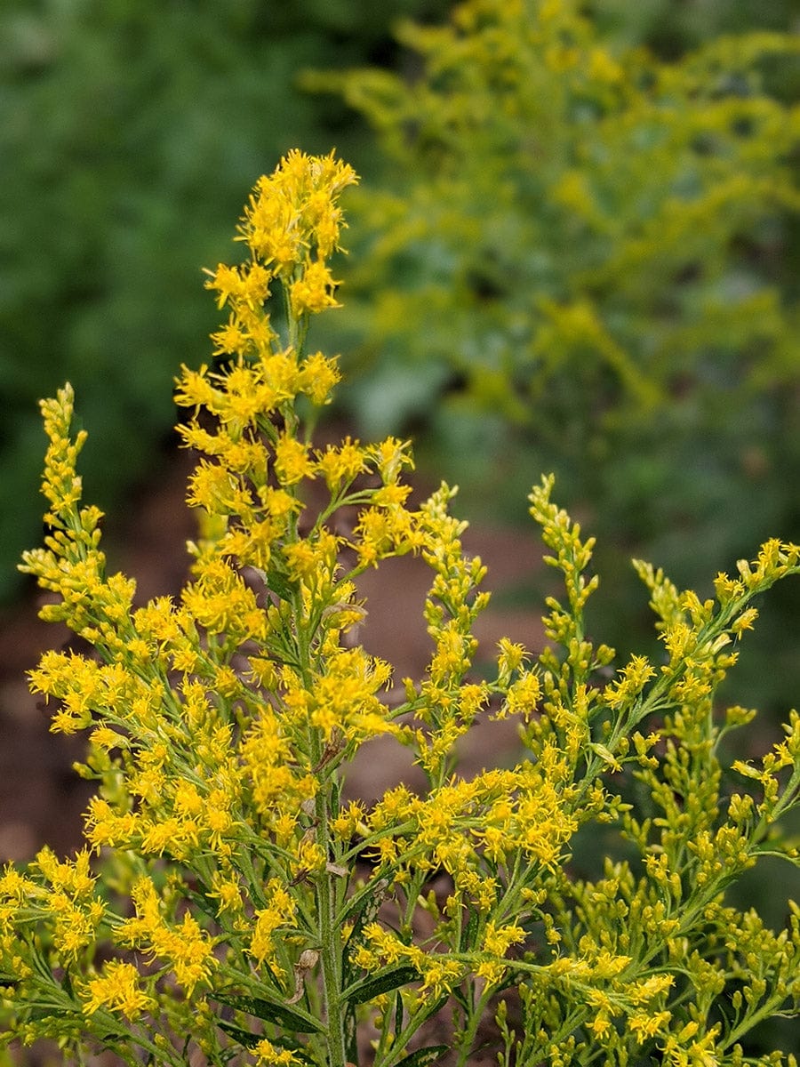 golden rod