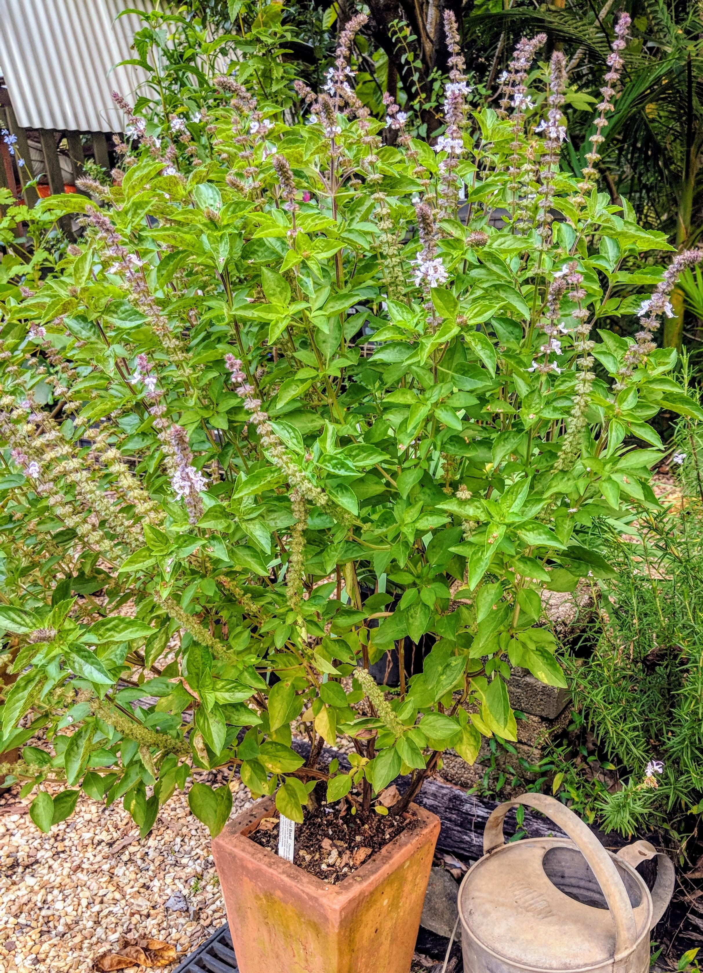 Image of Basil perennial herb