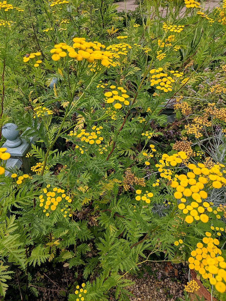 Organic Tansy | Tanacetum vulgare Plant - Mudbrick Herb Cottage