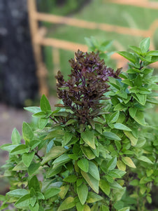 Organic Sweet Basil Ocimum basilicum Plant Mudbrick Herb Cottage