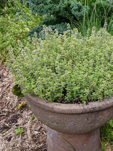 Orangelo Thyme