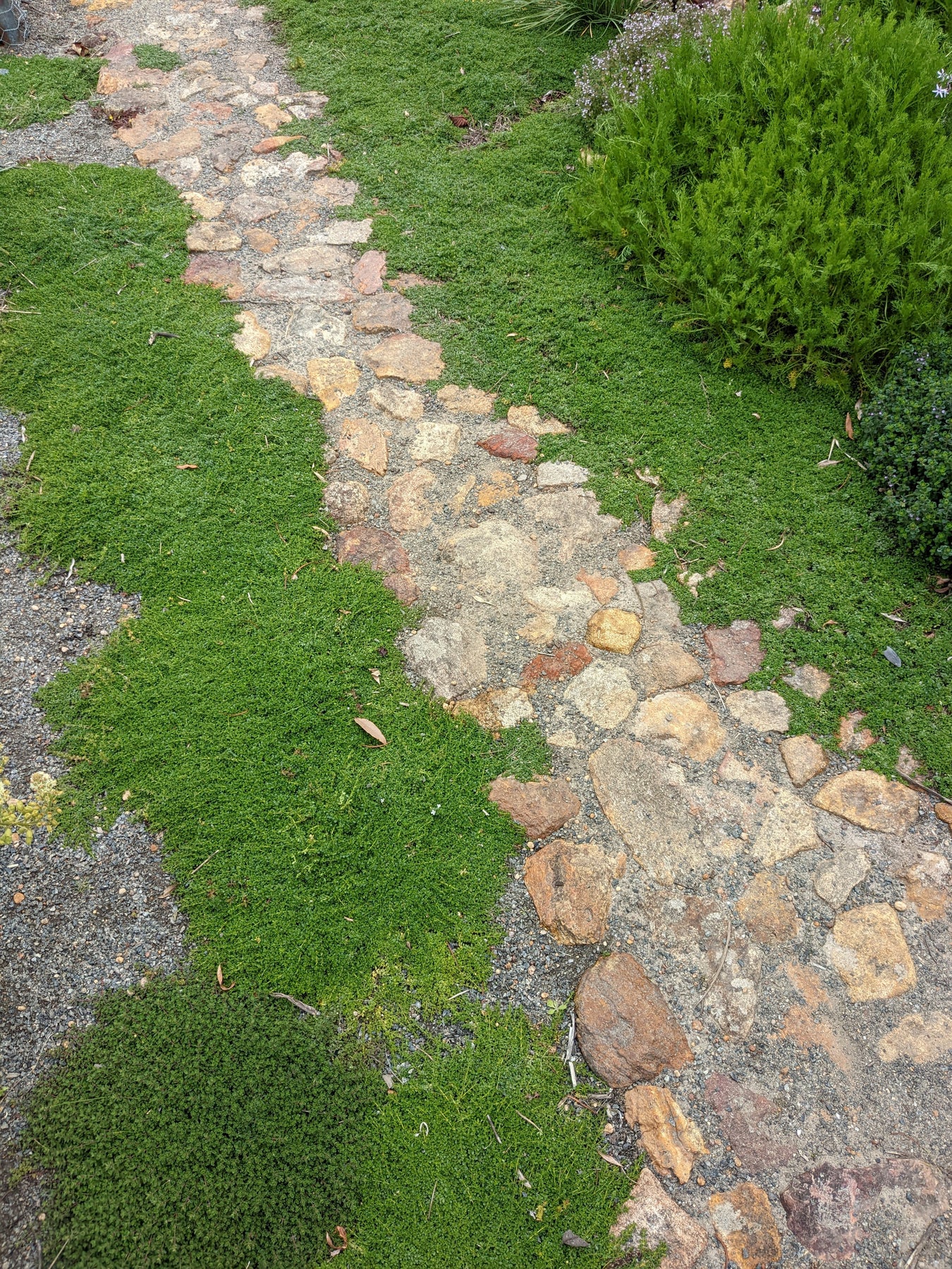 white creeping thyme seeds