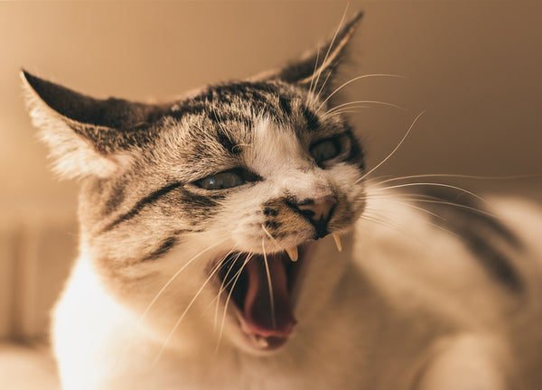 10 สัญญาณ บ่งบอกว่าแมวคุณกำลังเครียด