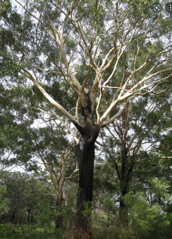 Blackbutt tree