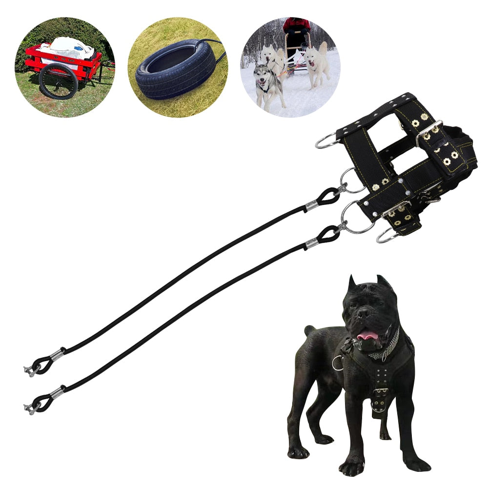 agility dog harness