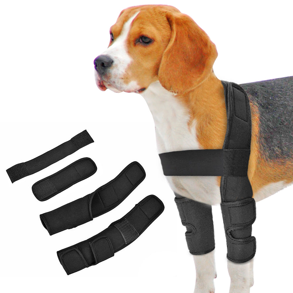 brace beagles