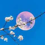 Illumine Flower Moon