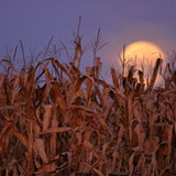 Illumine Harvest Moon