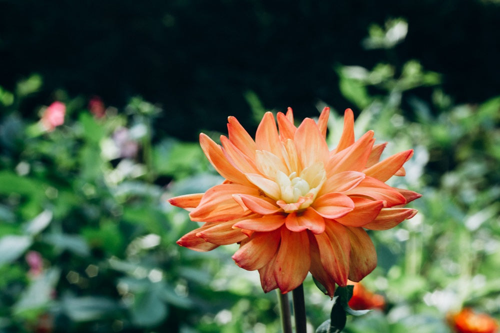 Bright orange flower.